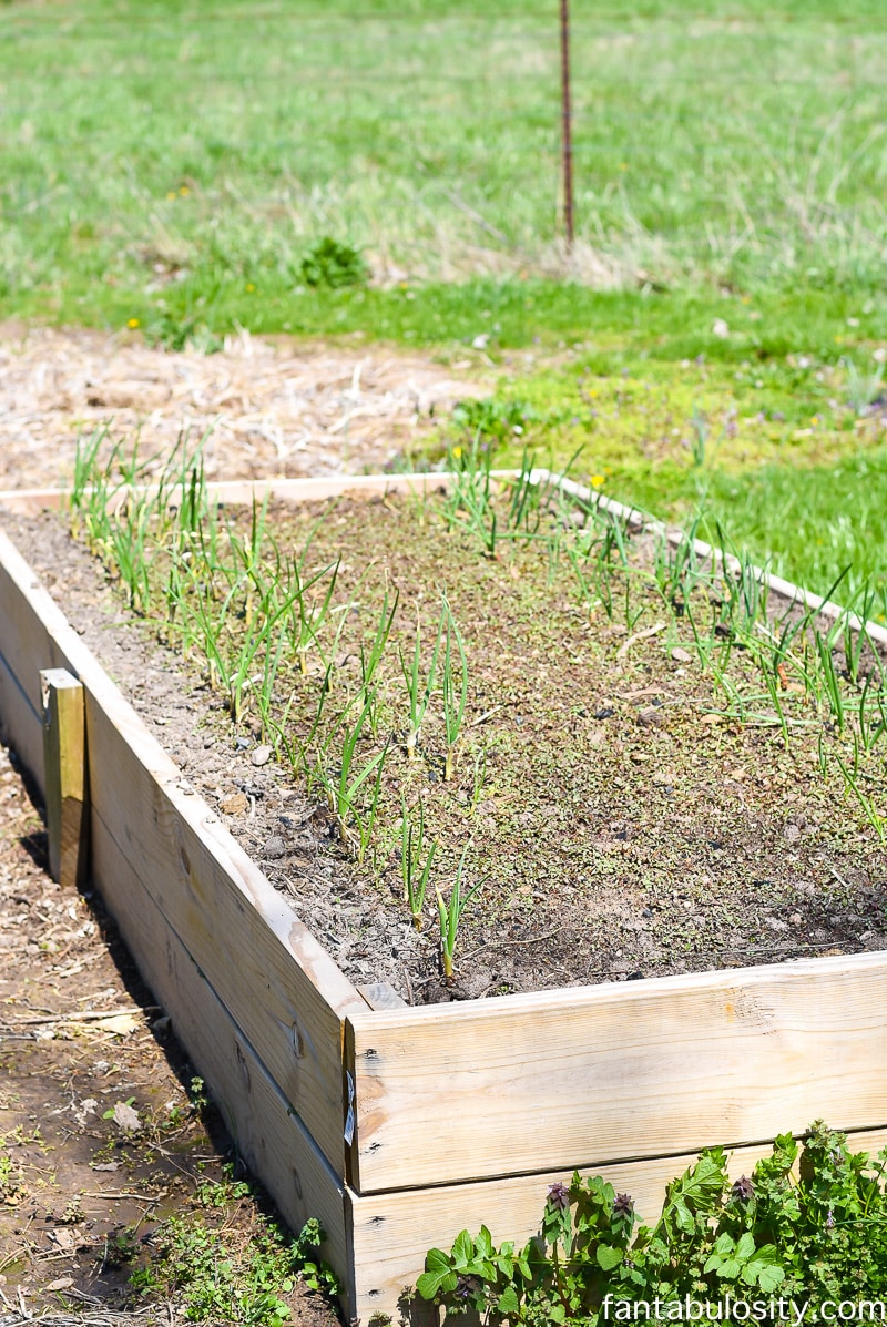 Raised garden bed - Greenhouse gardening ideas using some recycled items and other little tricks