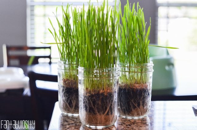 Wheatgrass growing in mason jars