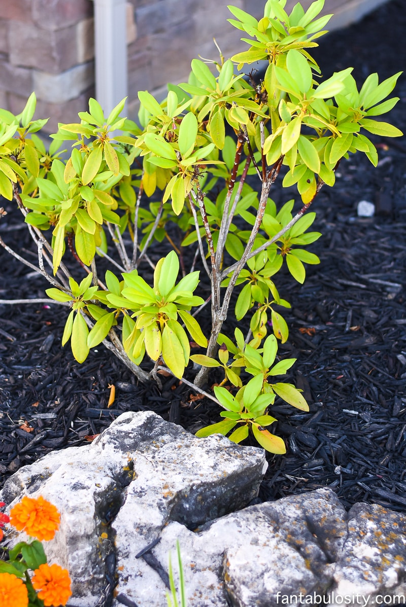 Front Porch Landscaping