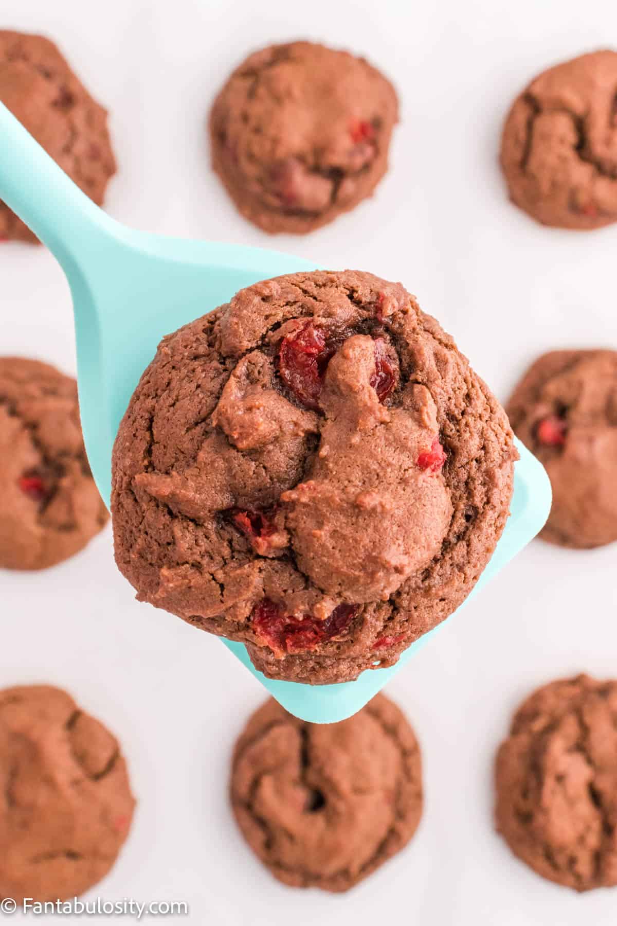 A chocolate cherry cookie on a spatula being held above the baking sheet filled with cookies.